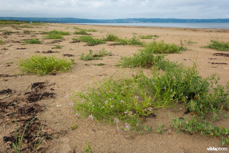 Natuurstreefbeeld 2110 – Embryonale duinen