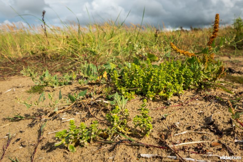 Natuurstreefbeeld 2110 – Embryonale duinen