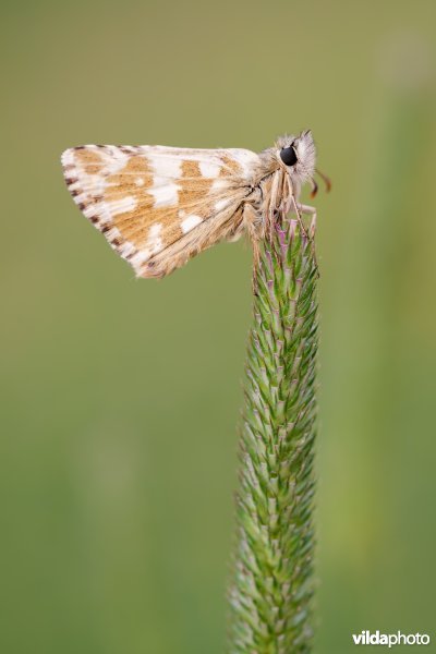 Groot spikkeldikkopje