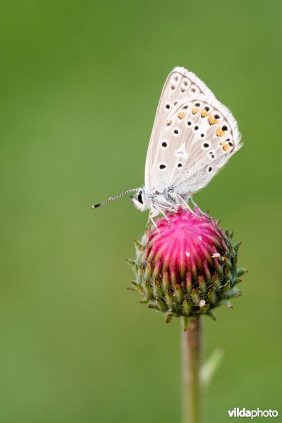 Vlaggewikkeblauwtje