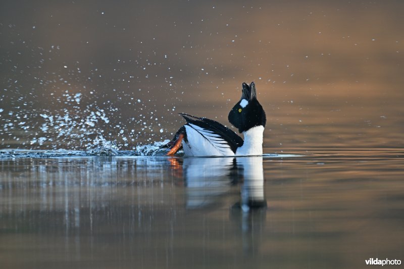 Baltsende Brilduiker
