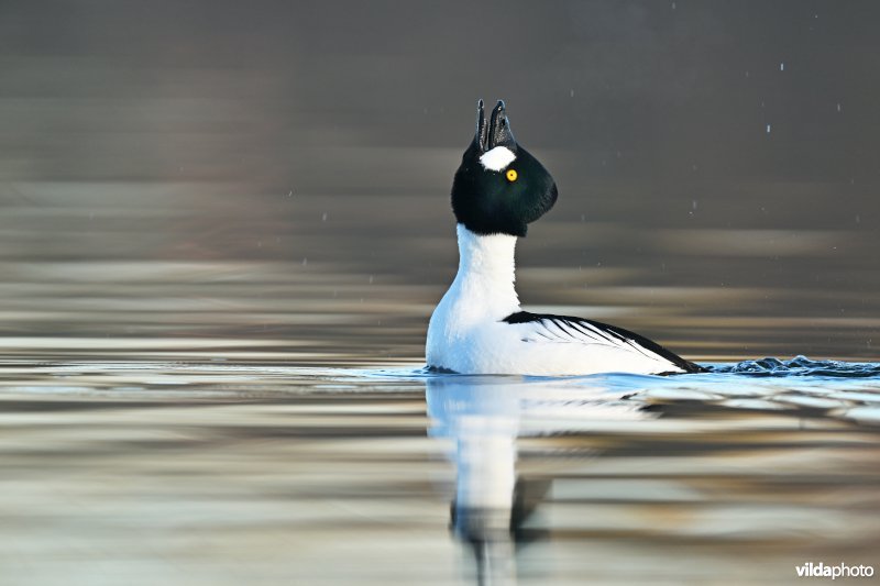 Baltsende Brilduiker