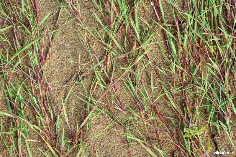 Fioringras