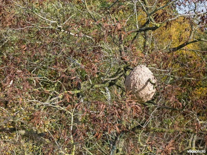 Reutelbos