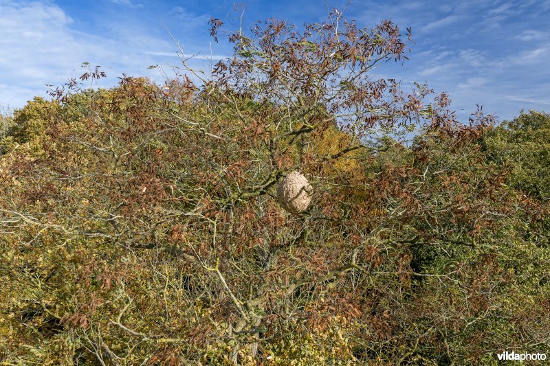 Reutelbos