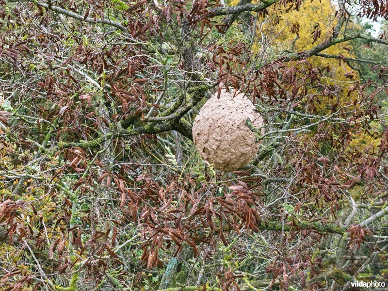 Reutelbos