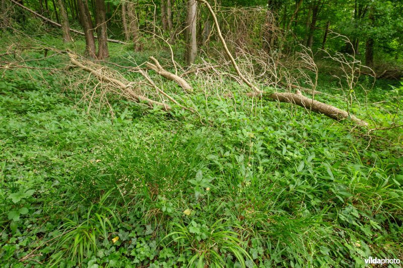 Rijke ondergroei in een loofbos