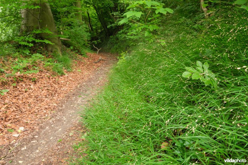 Bospad met parelgras