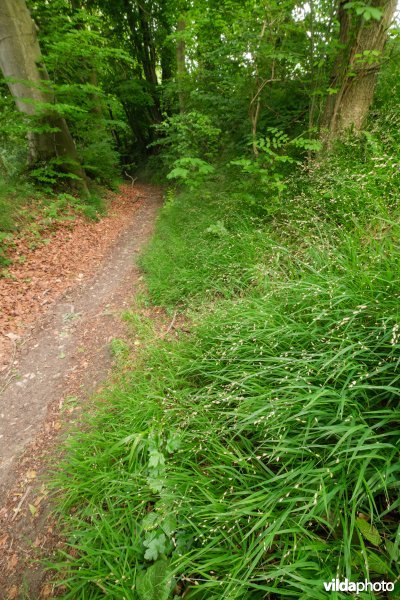 Bospad met parelgras