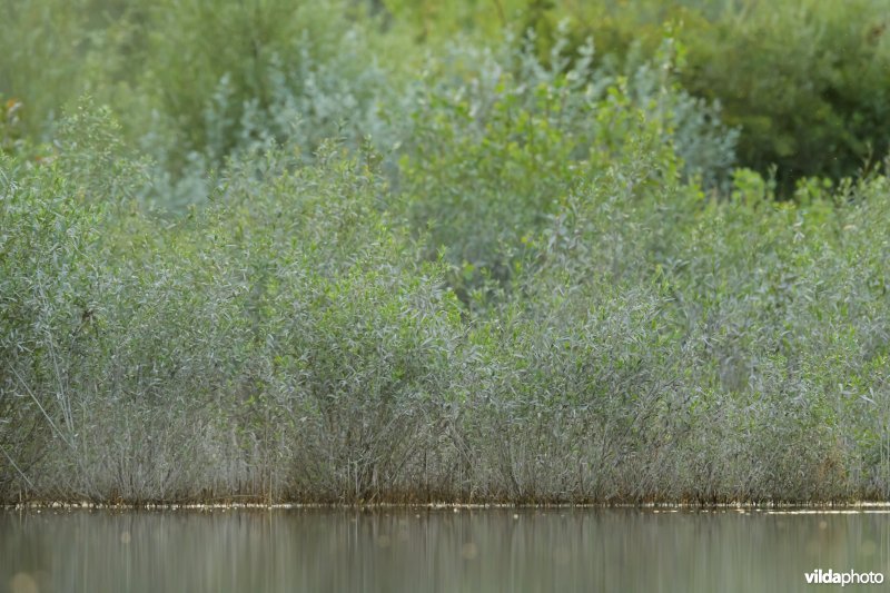 Zomerhoogwater in de Millingerwaard