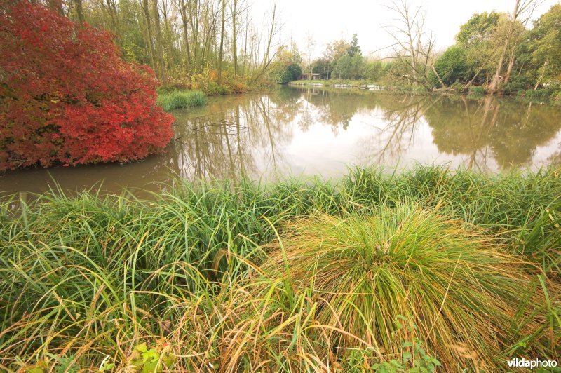 Pluimzegge in de Kille