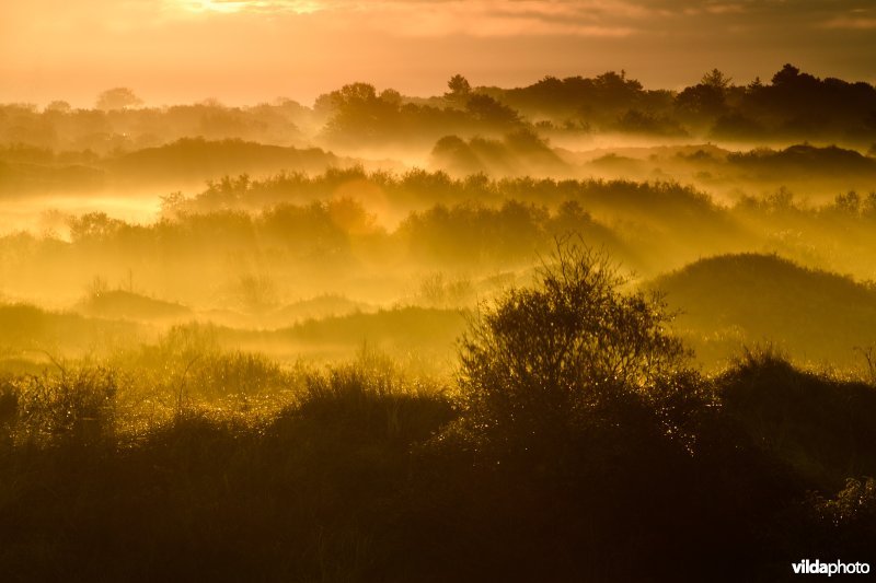 Duinen Schiermonnikoog