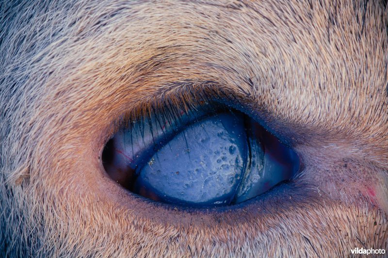 Gebroken en bevroren oog van dood edelhert