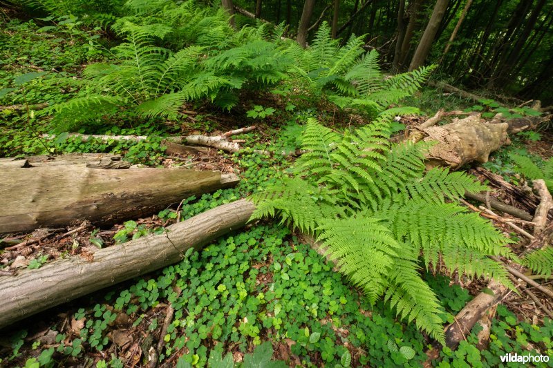 Dichte bodembedekking in een open plek