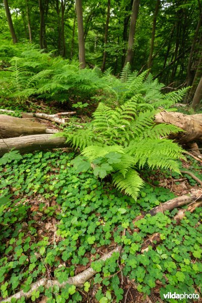 Dichte bodembedekking in een open plek