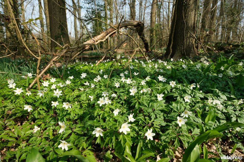Voorjaarsflora in de Wolfsputten