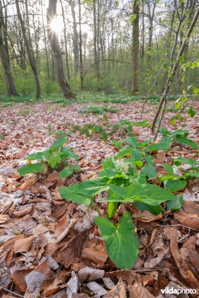 Voorjaarsflora in het Zoniënwoud
