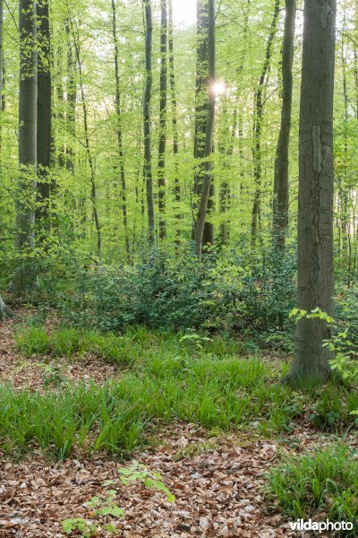 Beukenbos
