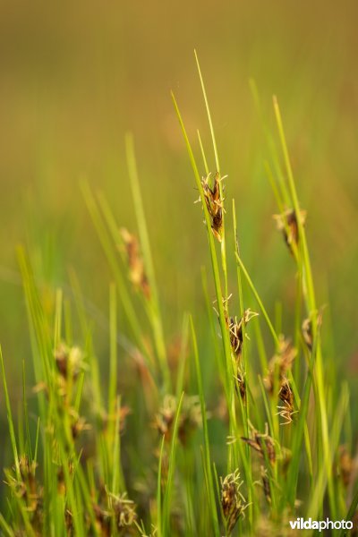 Bruine snavelbies