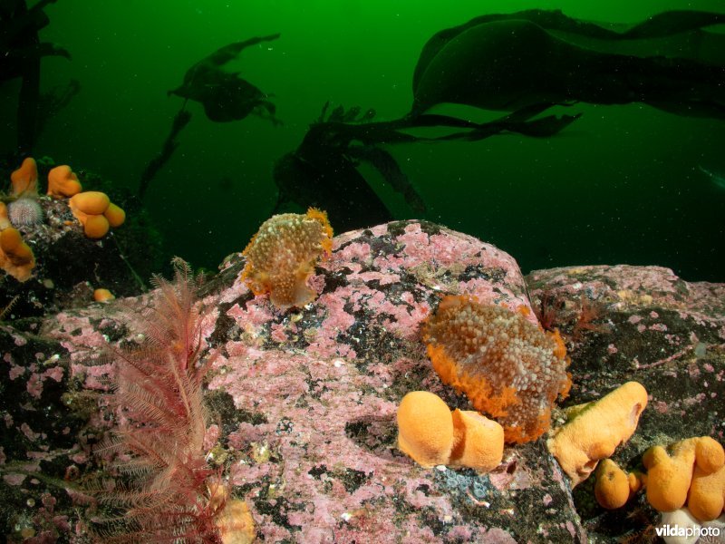 Grote tritonia en Dodemansduim