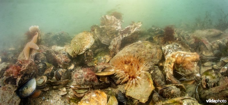 Oesterbank met Gewone oester