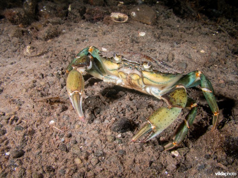 Gewone strandkrab