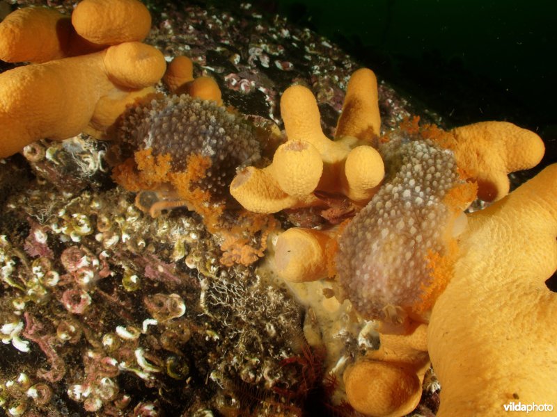 Grote tritonia