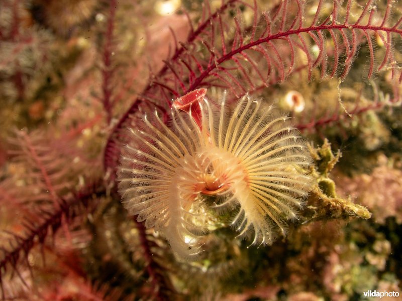 Kleine kalkkokerworm