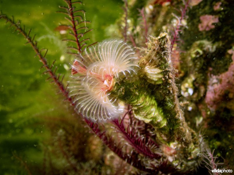 Kleine kalkkokerworm