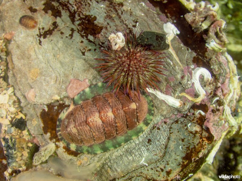 Gemarmerde keverslak