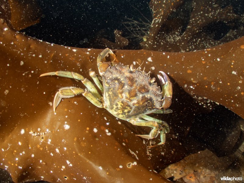 Gewone strandkrab