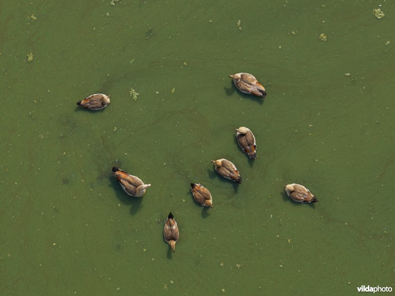 Nijlganzen in eutrofe plas