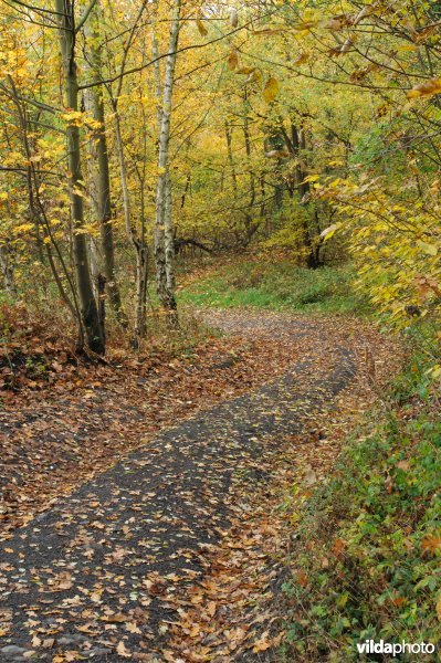 Terril Espérance in de herfst