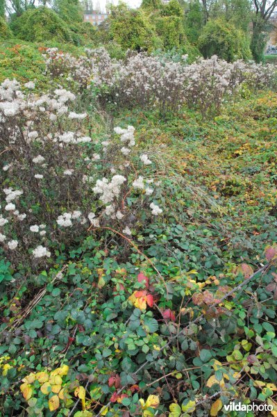Terril Malgarny in de herfst