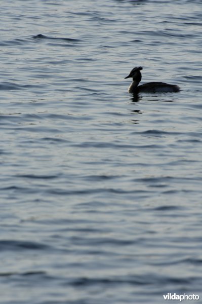 Fuut in het Schulensbroek