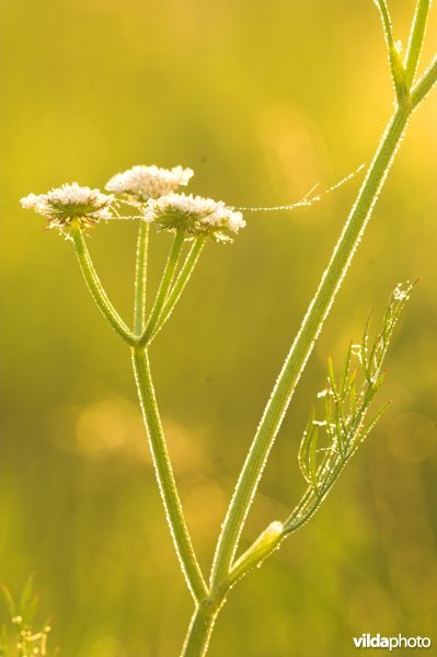 Weidekerveltorkruid