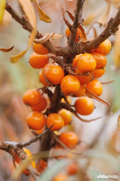 Besjes van duindoorn