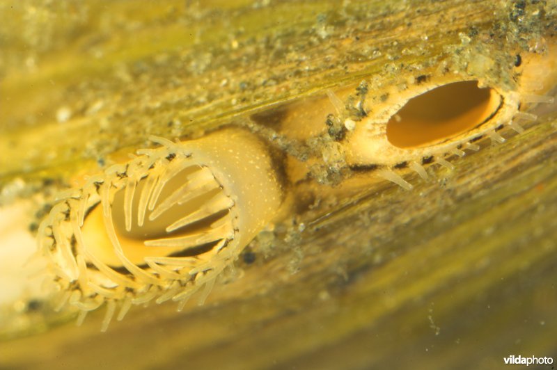 Aziatische korfmossel