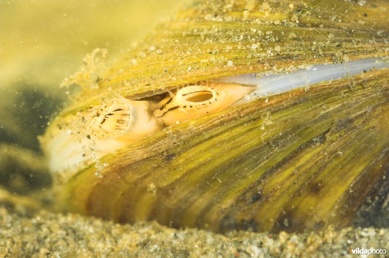 Aziatische korfmossel