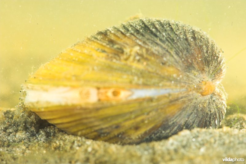 Aziatische korfmossel