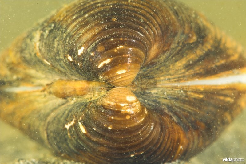 Aziatische korfmossel
