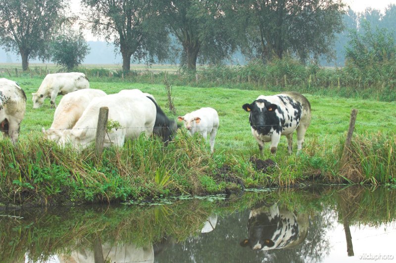 Scherenmeersen
