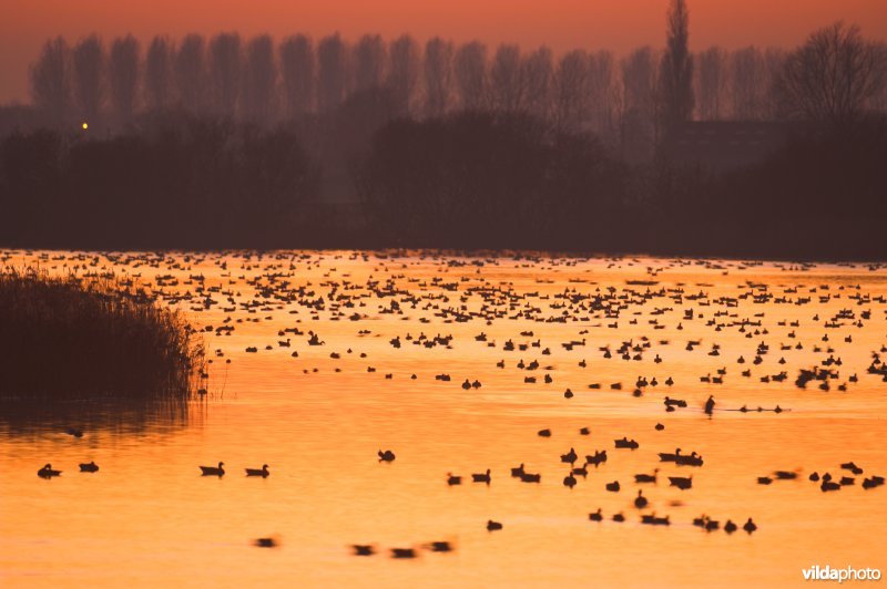 Kolganzen op de Blankaart