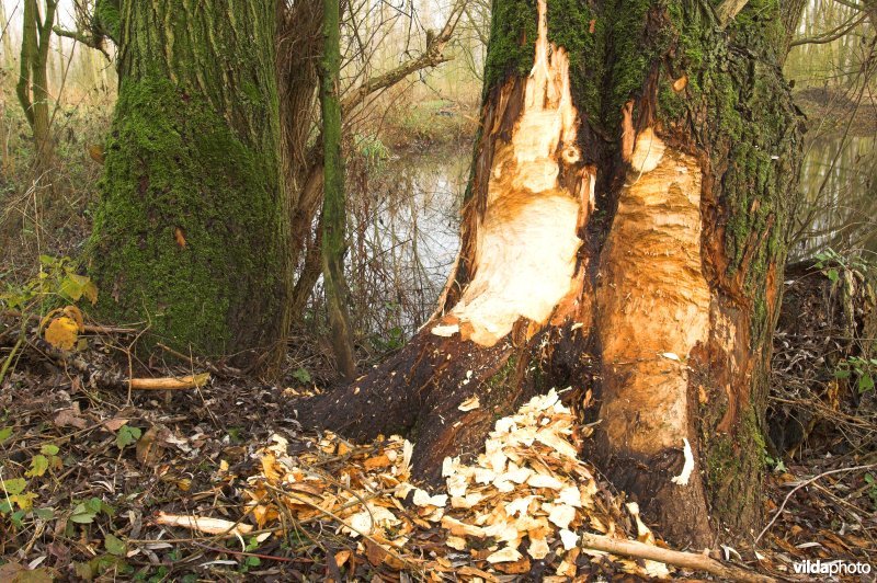 Knaagsporen van Bever