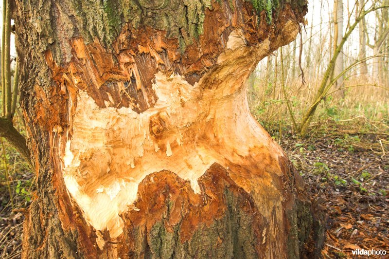 Knaagsporen van Bever