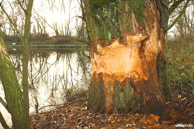 Knaagsporen van Bever