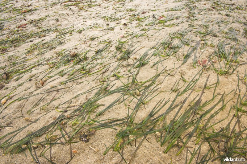 Groot zeegras