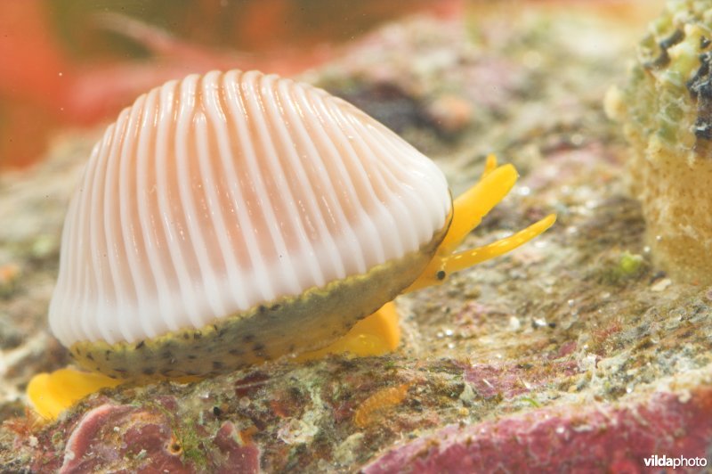 Ongevlekt koffieboontje