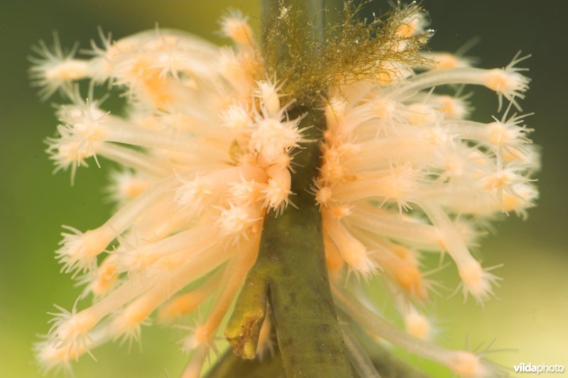 Gewone knotspoliep