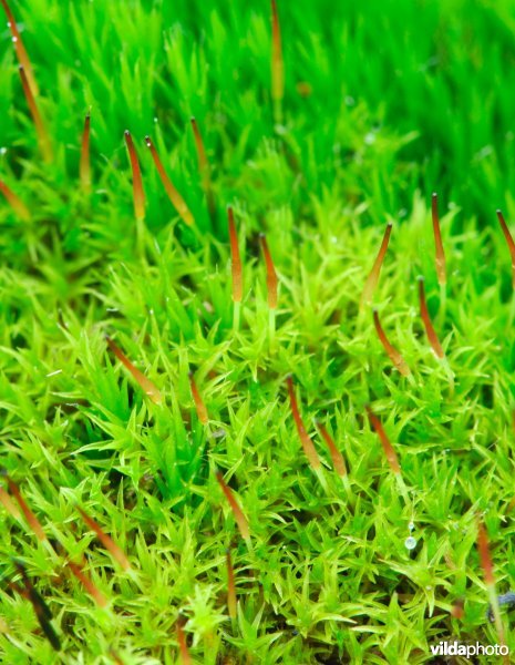 Gedraaid knikmos met dauwdruppeltjes